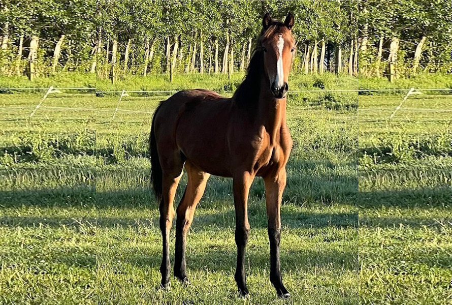 Tough 1 Kelly Silver Star Espuela Príncipe De Gales Cromada | Cuotas sin interés