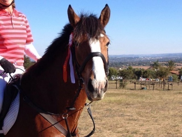 Hoofpick | Farnham Riding School and Livery Yard