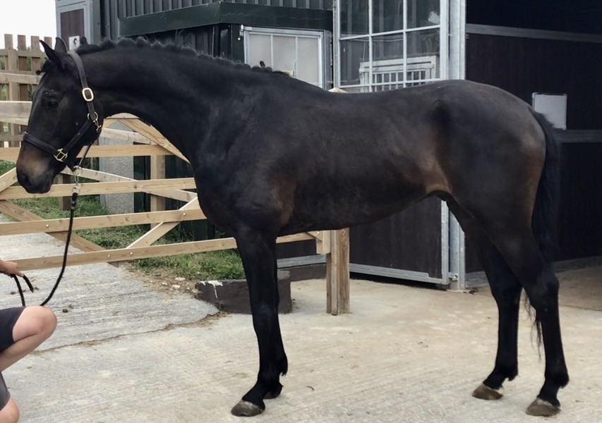 Hoofpick Ebony painted Black Matterhorn X Flemmingh 2017 gelding