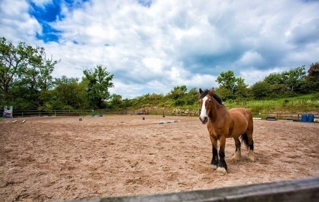 Hoofpick | Carrowmore Stables