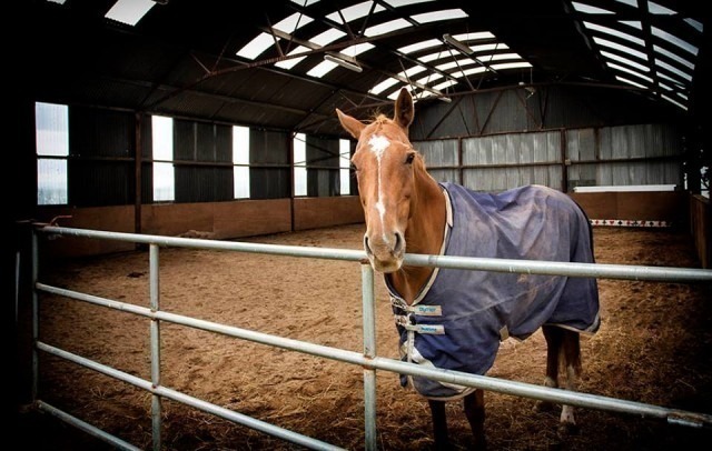 Hoofpick | Carrowmore Stables