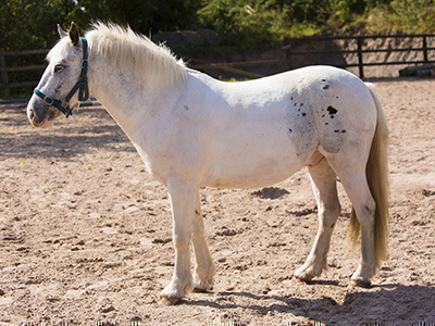 Hoofpick | Carrowmore Stables