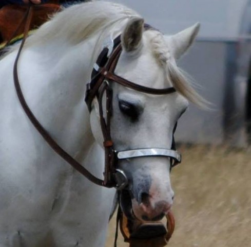 profile